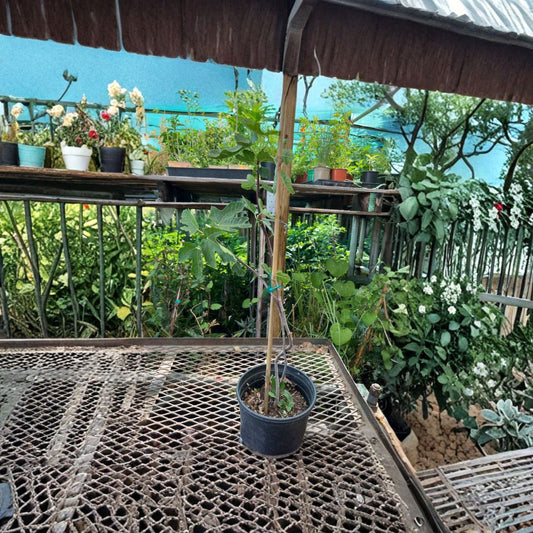 Lattarula Honey Fig – Ficus carica ‘Lattarula’ Live Fig Tree | Hardy Variety | Ships in Nursery Pot  Sweet Honey Flavor | Reliable Producer | Backyard Orchard Favorite