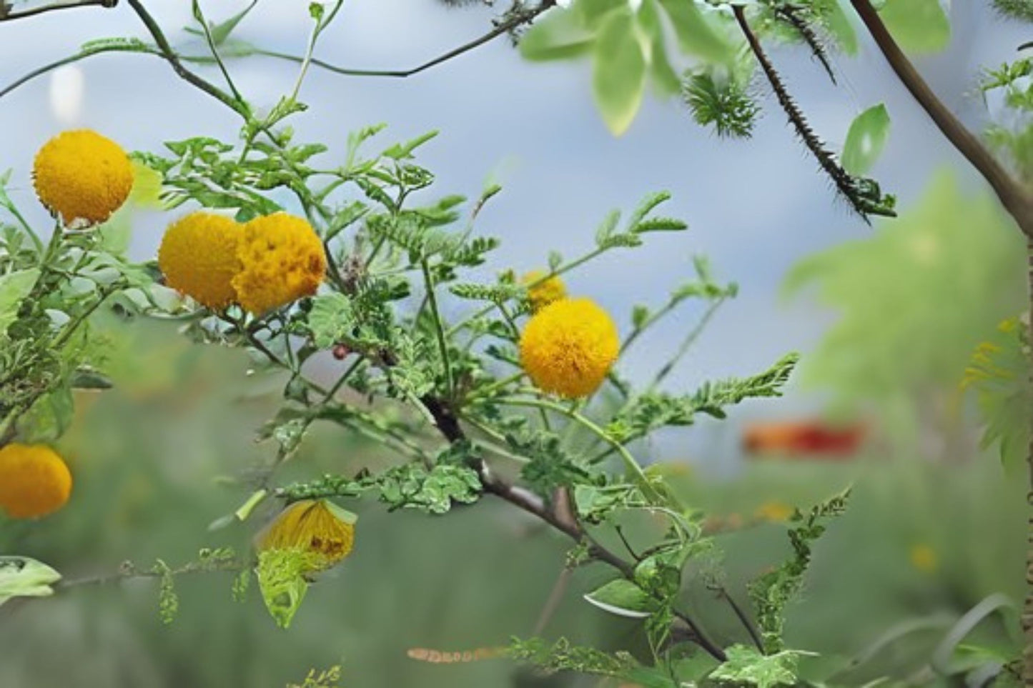 Organic Whitethorn Acacia Seeds - 20 Pack Vachellia constricta - Hand Collected for Southwest Gardens - Free Shipping Over $35