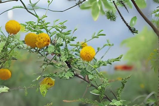Organic Whitethorn Acacia Seeds - 20 Pack Vachellia constricta - Hand Collected for Southwest Gardens - Free Shipping Over $35