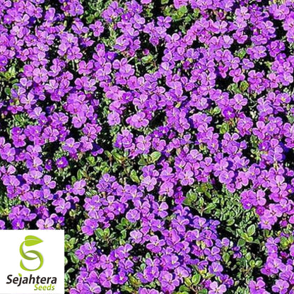 200+ Purple Rockcress Seeds - Aubrieta Deltoidea, Perennial Ground Cover