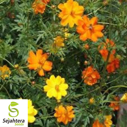 Sulphur Cosmos Seeds - 50+ Bright Lights, Non-GMO, Attracts Butterflies & Bees