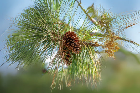 Slash Pine (Pinus elliottii)