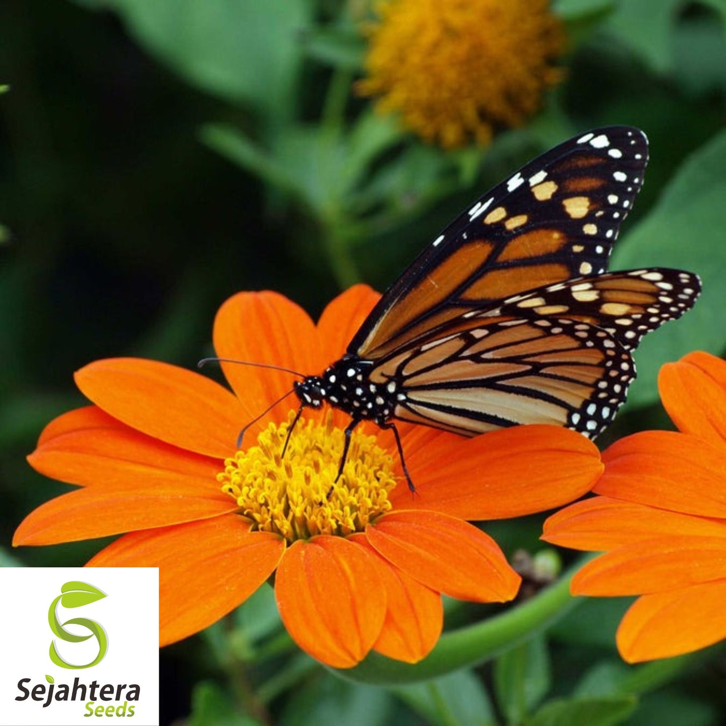 Mexican Torch Sunflower Seeds - 200+ Heirloom, Pollinator-Friendly & Bright