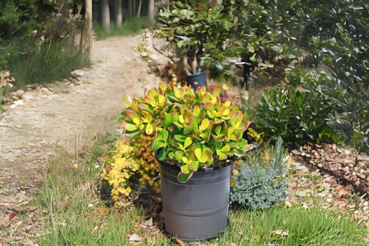 Jade Plant 4in Lucky Money Tree Crassula ovata Easy-Care Succulent Indoor Gardening