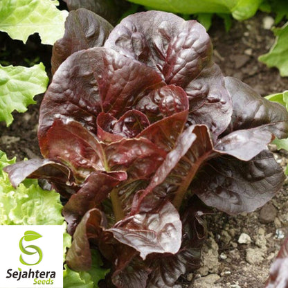 1000 Red Romaine Lettuce Seeds - Non-GMO, Crisp & Vibrant Heirloom Variety