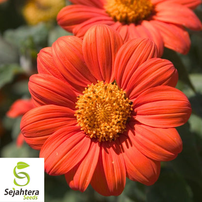 Mexican Torch Sunflower Seeds - 200+ Heirloom, Pollinator-Friendly & Bright
