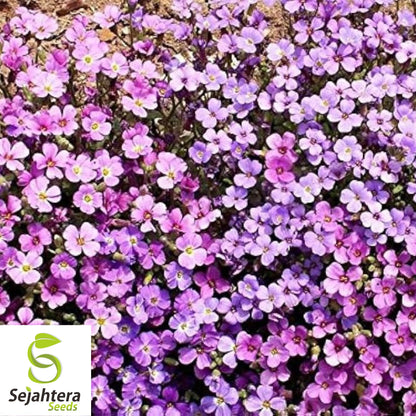 200+ Purple Rockcress Seeds - Aubrieta Deltoidea, Perennial Ground Cover