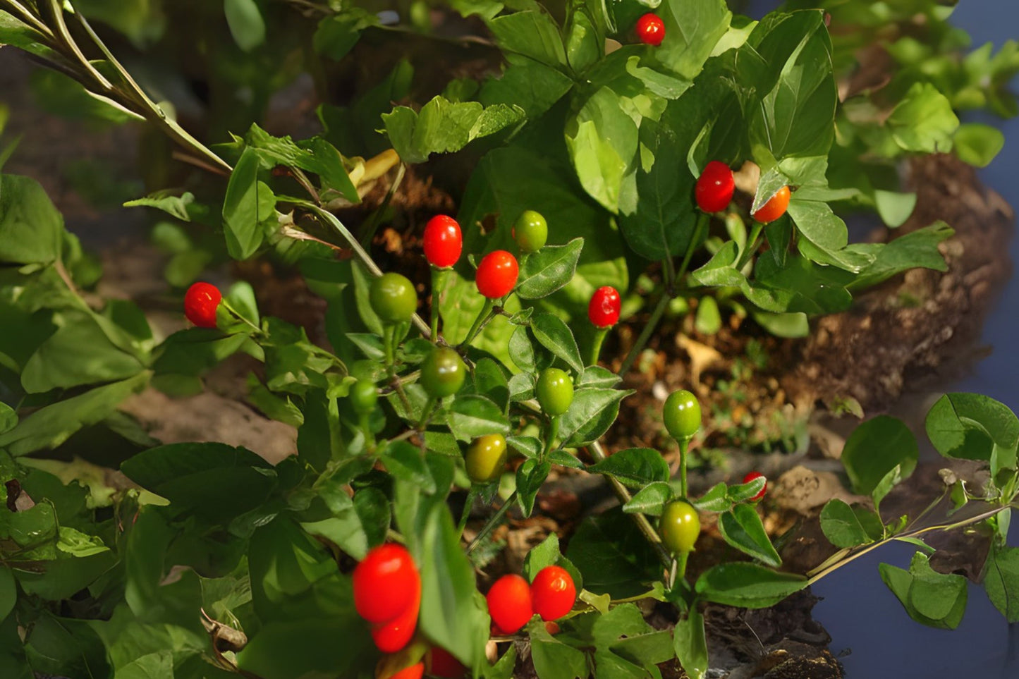 Chiltepin Pepper Seeds 10 Pack - Organic Capsicum annuum var. glabriusculum - Hand Collected, Bird Pepper Seeds for Garden