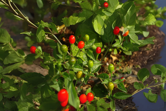 Chiltepin Pepper Seeds 10 Pack - Organic Capsicum annuum var. glabriusculum - Hand Collected, Bird Pepper Seeds for Garden