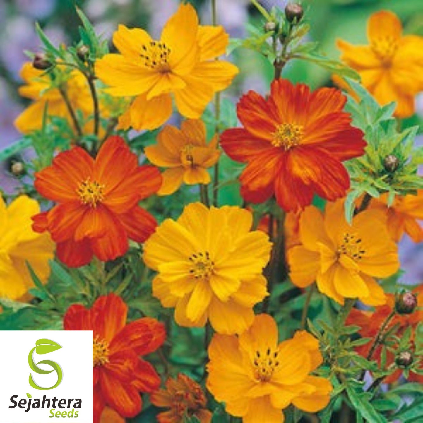 Sulphur Cosmos Seeds - 50+ Bright Lights, Non-GMO, Attracts Butterflies & Bees