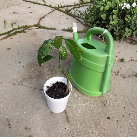 Glenn Mango Tree – Mangifera indica Live Starter Plant | 8–12 Inches Tall | Tropical Fruit Tree  Fiberless & Sweet | Florida Variety | Easy to Grow