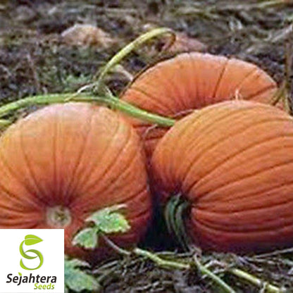 Mammoth Gold Giant Pumpkin Seeds 10 Ct | 40-60 lbs NON-GMO USA