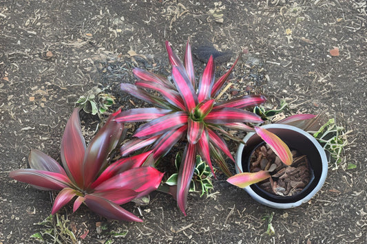 Neoregelia Plant - Variegated Burgundy & Red Foliage - Neoregelia Cookie (P.) - Interior & Landscape Use