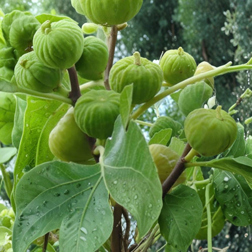 Lattarula Honey Fig – Ficus carica ‘Lattarula’ Live Fig Tree | Hardy Variety | Ships in Nursery Pot  Sweet Honey Flavor | Reliable Producer | Backyard Orchard Favorite