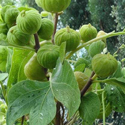 Lattarula Honey Fig – Ficus carica ‘Lattarula’ Live Fig Tree | Hardy Variety | Ships in Nursery Pot  Sweet Honey Flavor | Reliable Producer | Backyard Orchard Favorite