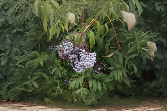 Blue Elderberry (Sambucus caerulea)