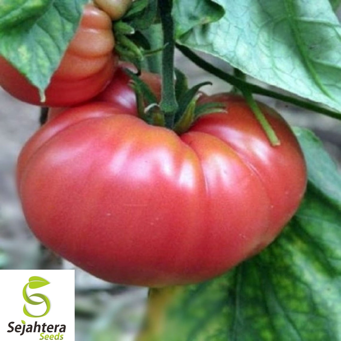 30+ German Johnson Tomato Seeds - Heirloom, Organic, Non-GMO, Large & Juicy