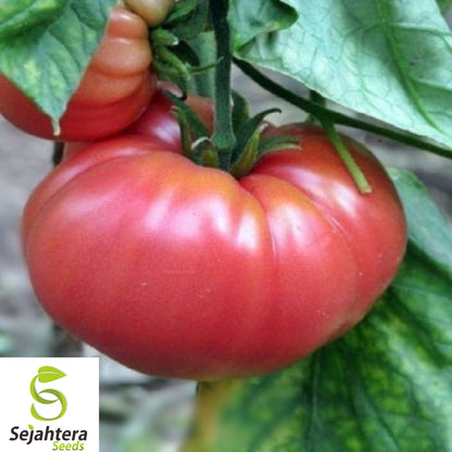 30+ German Johnson Tomato Seeds - Heirloom, Organic, Non-GMO, Large & Juicy