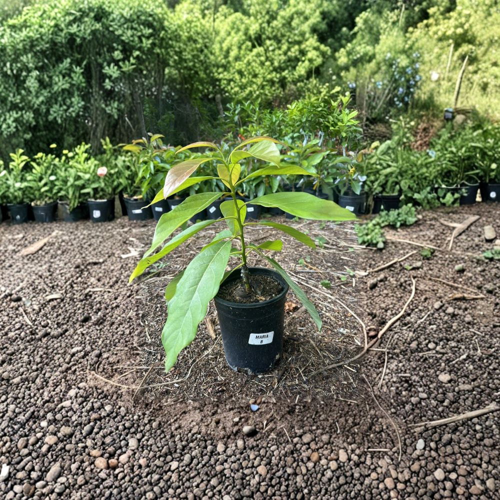 Maria Black Avocado Tree – Persea americana  (Also known as Maria B.)  Grafted Live Tree | 2–4 Feet Tall  Cold-Tolerant Mexican Avocado | Creamy, Nutty Flavor | Compact Growth Habit