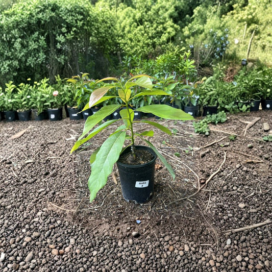 Maria Black Avocado Tree – Persea americana  (Also known as Maria B.)  Grafted Live Tree | 2–4 Feet Tall  Cold-Tolerant Mexican Avocado | Creamy, Nutty Flavor | Compact Growth Habit