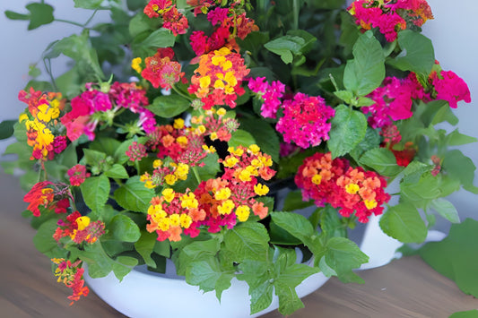 Colorful Peach and Yellow Lantana Plants in 6 in Pot - Lantana camara - Hardy Ornamental Shrubs for Vibrant Gardens