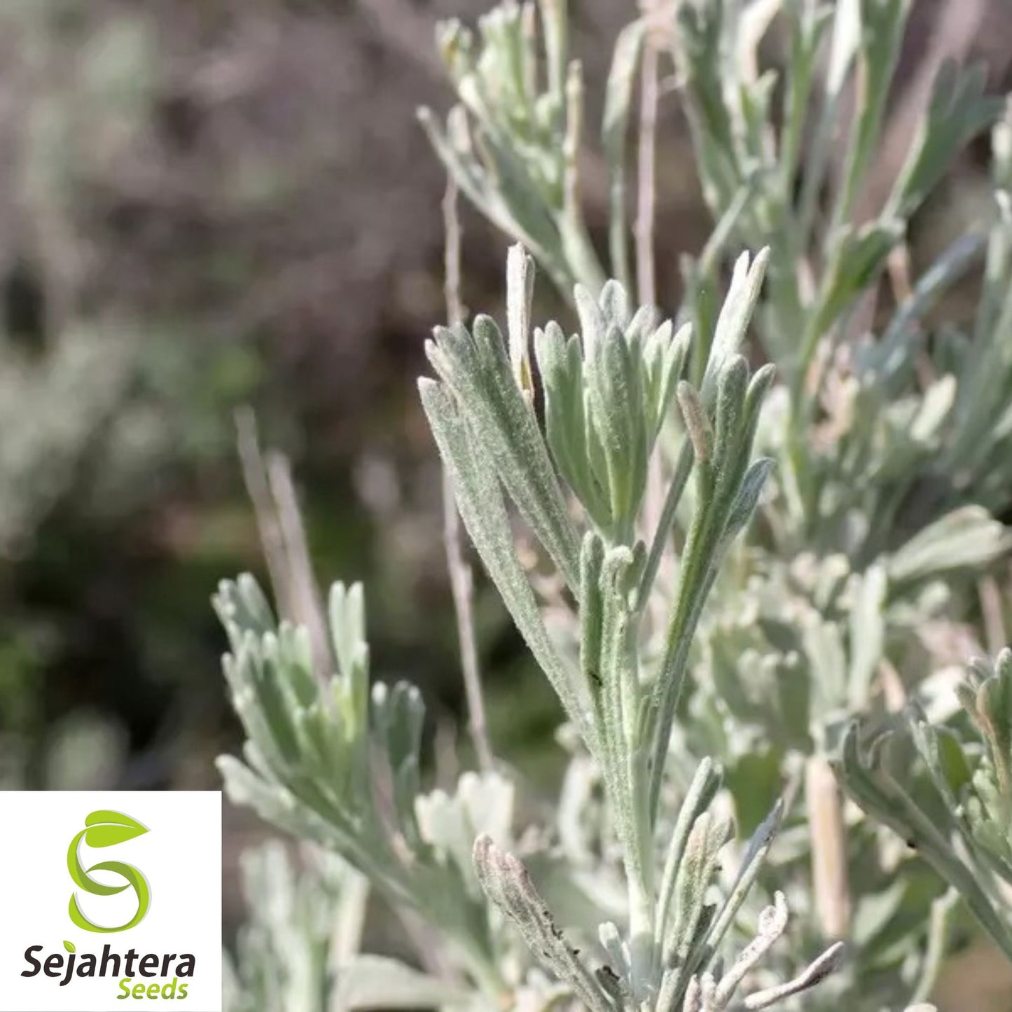 220 Smudging Sage Seeds {Artemisia tridentata Vaseyana} Big Mtn. White Sage