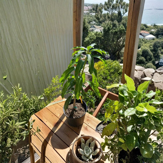 Nam Doc Mai Mango Tree – Mangifera indica Grafted Live Tree | 2–4 Feet Tall | Premium Thai Variety  Fiberless Dessert Mango | Container Friendly | We Ship to CA & PR