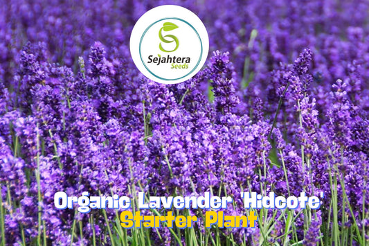 Organic Lavender Hidcote - Compact Perennial Herb Live Starter Plant