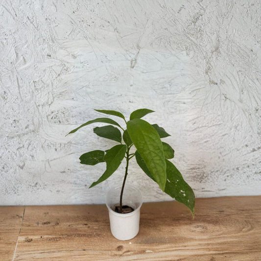 Avocado Tree – Persea americana  Live Avocado Plant | 12” Tall – Includes Pot Tropical Fruit Tree Starter • Ready to Plant