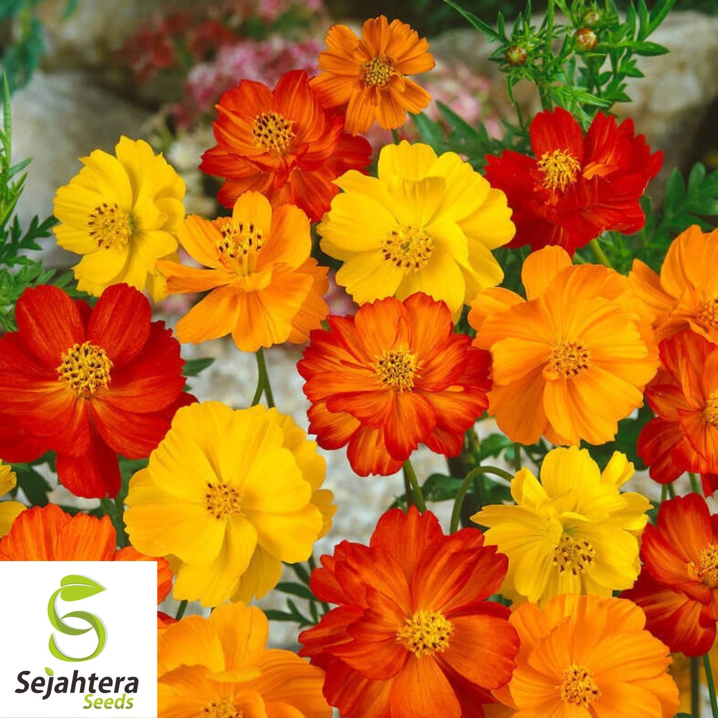 Sulphur Cosmos Seeds - 50+ Bright Lights, Non-GMO, Attracts Butterflies & Bees