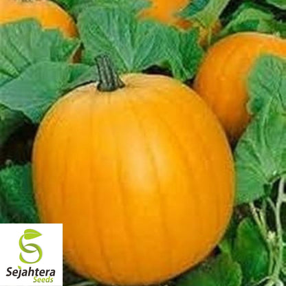 Mammoth Gold Giant Pumpkin Seeds 10 Ct | 40-60 lbs NON-GMO USA