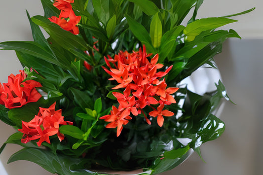 Dwarf Ixora Plant 6in Pot - Vibrant Compact Evergreen Shrub with Bright Flowers - Ixora coccinea - Low Maintenance Indoor/Outdoor