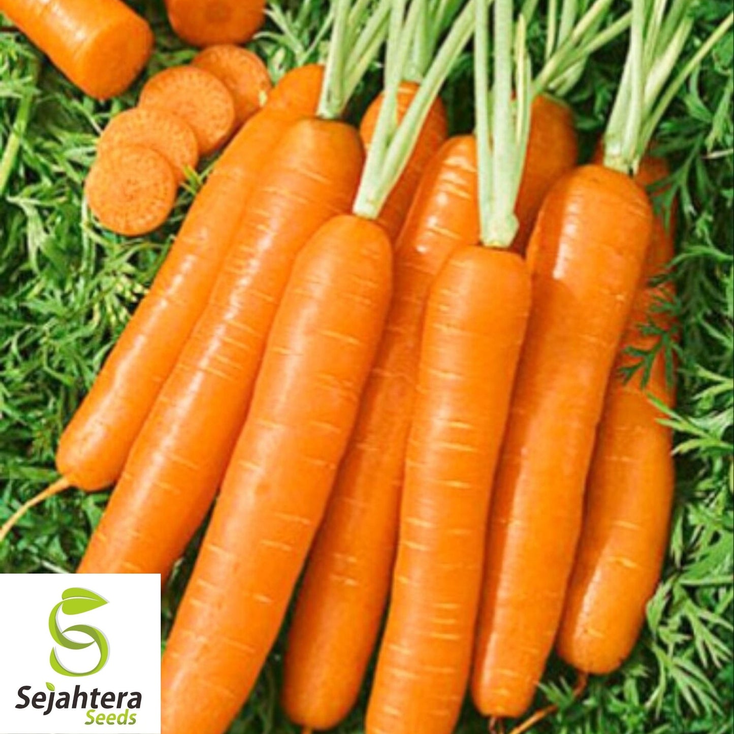 Scarlet Nantes Carrot Seeds 1000+ | Sweet Vegetable Garden NON-GMO USA