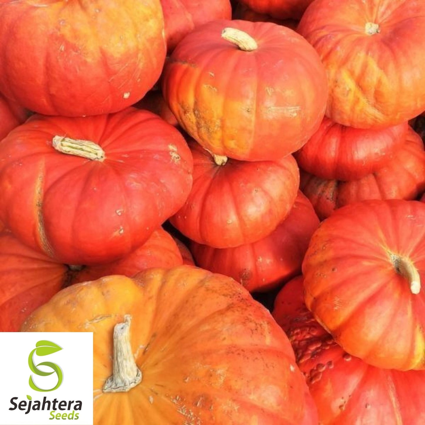 Cinderella Pumpkin Seeds 10 Ct | Rouge vif D'Etampes Heirloom NON-GMO USA