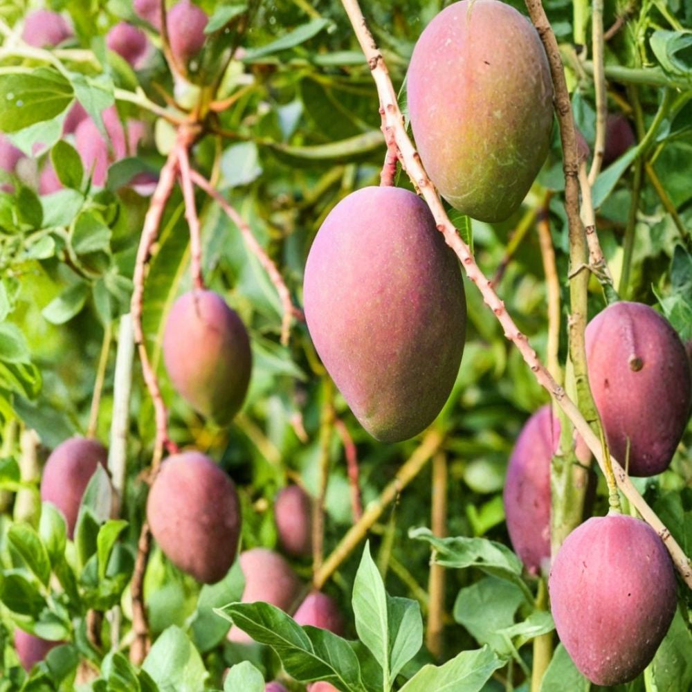 Glenn Mango Tree – Mangifera indica Live Starter Plant | 8–12 Inches Tall | Tropical Fruit Tree  Fiberless & Sweet | Florida Variety | Easy to Grow