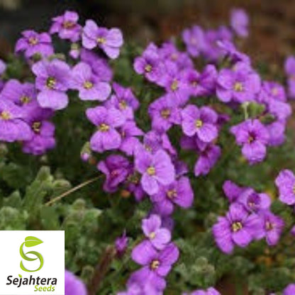 200+ Purple Rockcress Seeds - Aubrieta Deltoidea, Perennial Ground Cover