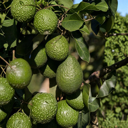 Avocado Tree – Persea americana  Live Avocado Plant | 12” Tall – Includes Pot Tropical Fruit Tree Starter • Ready to Plant