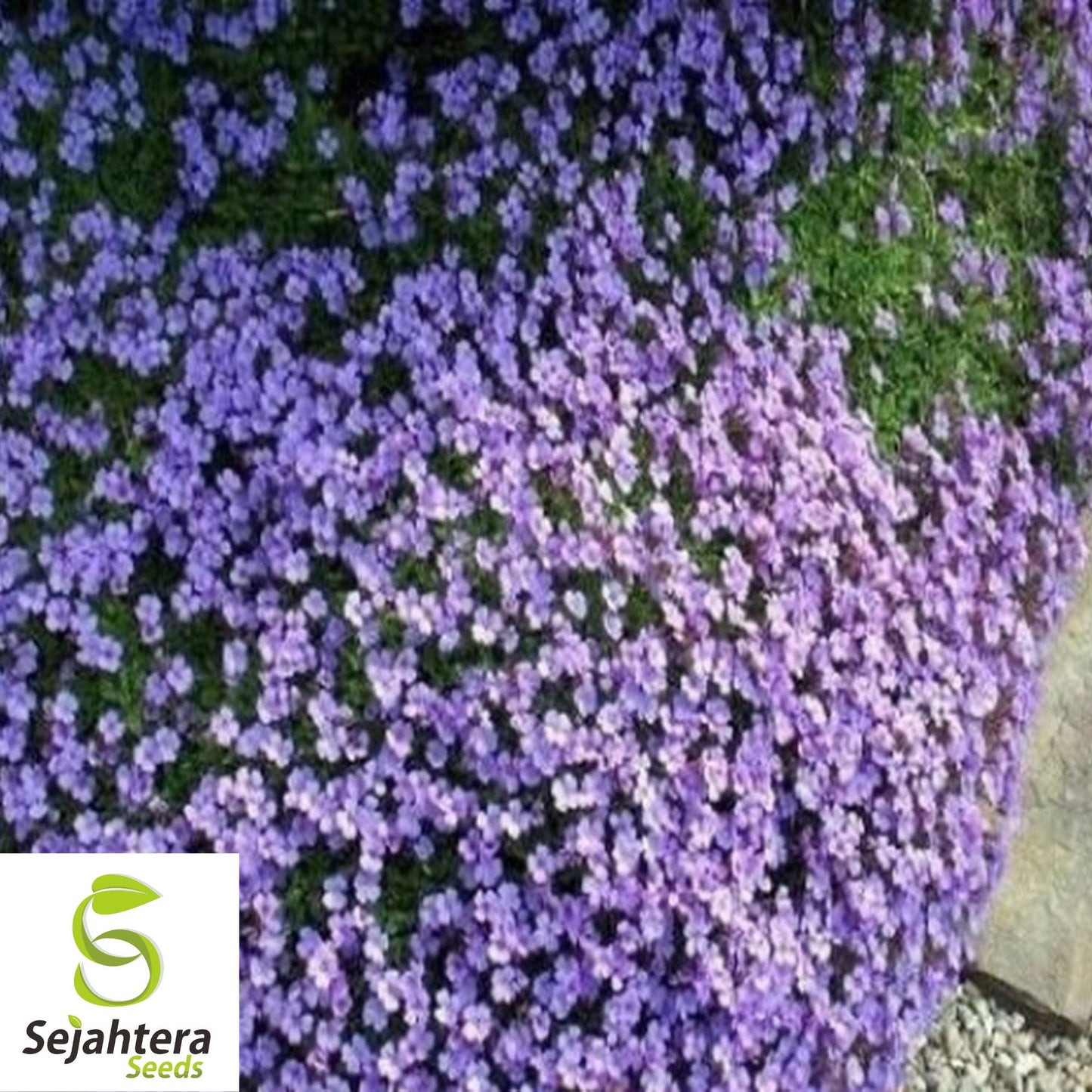 200+ Purple Rockcress Seeds - Aubrieta Deltoidea, Perennial Ground Cover