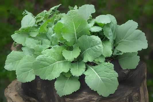 Collards Georgia Southern Collards (Brassica oleracea 'Georgia Southern')