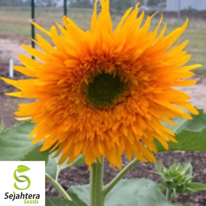 Double Sun Sunflower Seeds - 30+ Heirloom, Large, Bold & Rare Blooms