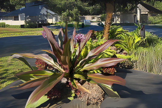 Queen Emma Banana Plant 3g Pot - Musa 'Queen Emma' - Large Tropical Foliage - Ornamental Landscape Plant