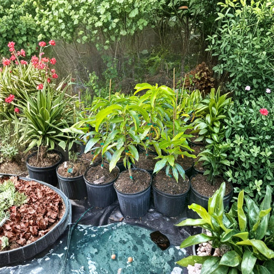 Fruit Cocktail Mango Tree – Mangifera indica Grafted Live Tree | 2–4 Feet Tall | 3 Gallon Pot  Rare Exotic Variety | Fiberless | Ships to All States