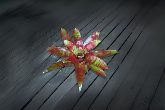 Neoregelia Lambert's Pride 6" Pot - Copper Orange & Lime Green Foliage, Tropical Indoor Plant, Bromeliad for Home Décor