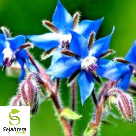 Borage Herb Seeds - 100+ Heirloom - Pollinator-Friendly & Pest Repellent - Non-GMO