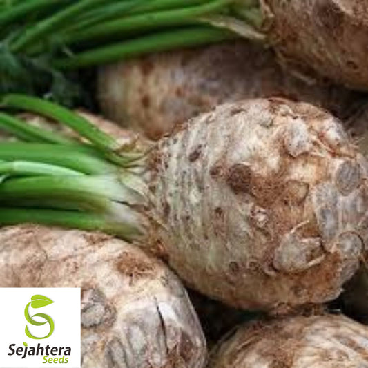500+ Giant Prague Celeriac Seeds - Heirloom, Non-GMO & Nutritious Root Vegetable