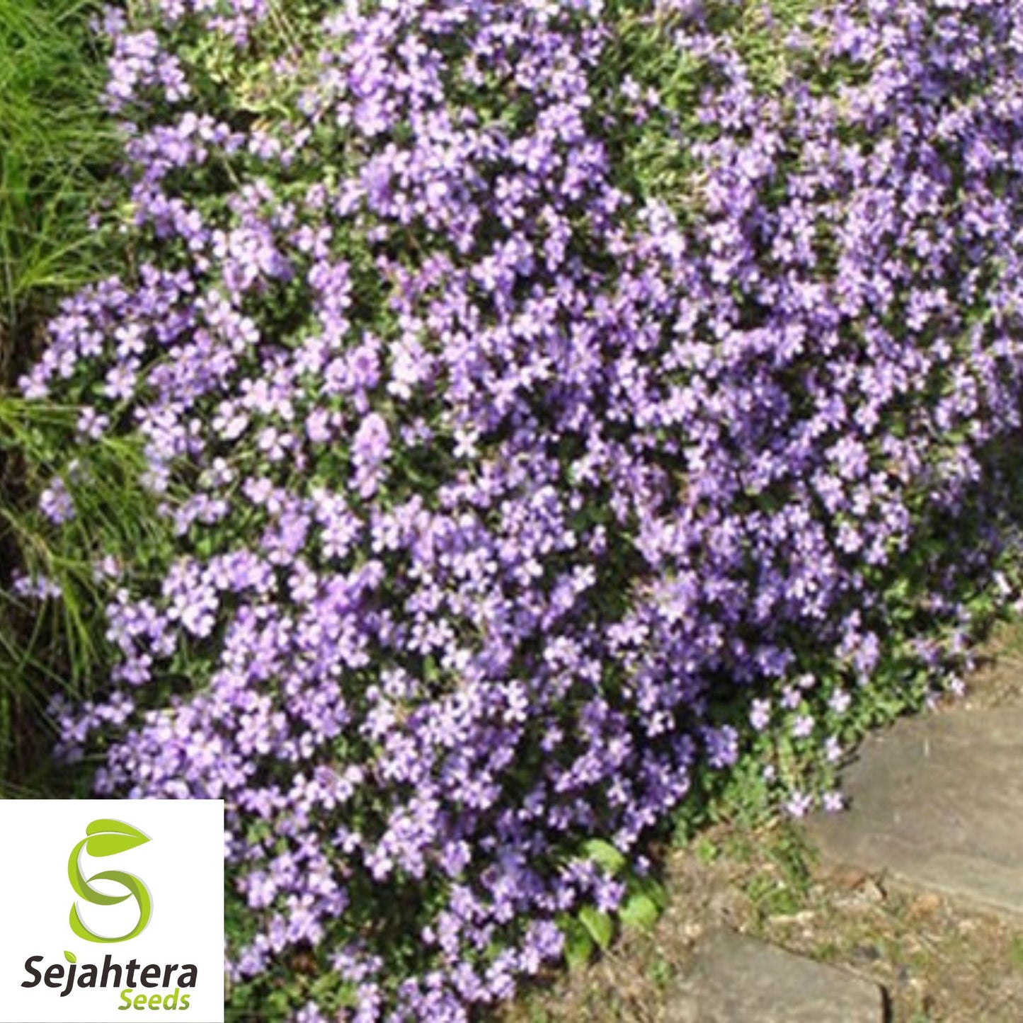 200+ Purple Rockcress Seeds - Aubrieta Deltoidea, Perennial Ground Cover