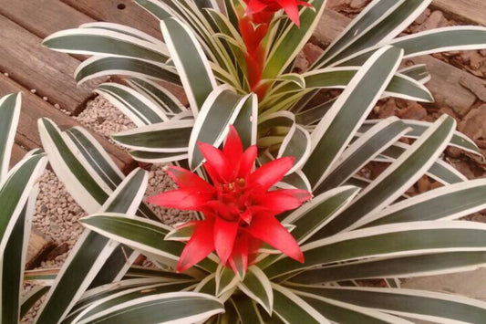 Guzmania Denise Plant in 6" Pot - Tropical Bromeliad (Guzmania spp.) - Vibrant Indoor Houseplant for Home Decor