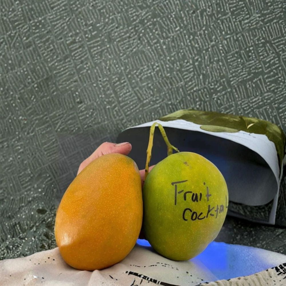Fruit Cocktail Mango Tree – Mangifera indica Grafted Live Tree | 2–4 Feet Tall | 3 Gallon Pot  Rare Exotic Variety | Fiberless | Ships to All States