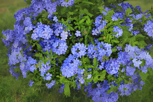 Blue Plumbago Plant - 1 Gal Live Sky Flower - Plumbago auriculata - Vibrant Blue Blooms for Garden, Attracts Butterflies