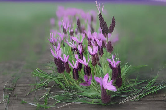 Organic Topped Lavender Seeds - 10 Count - Lavandula stoechas - Aromatic Spanish Lavender for Garden Planting